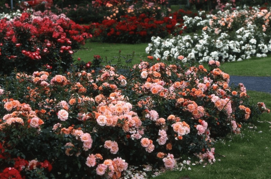 Cubana róże okrywowe